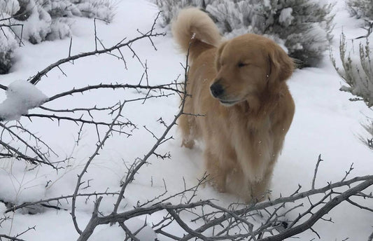 Ivan