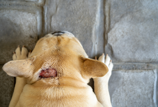 Unlocking the Healing Power of Hot Spot Oil for Dogs