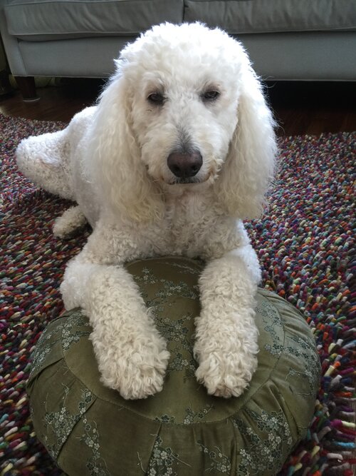 Sadie "Pooey"