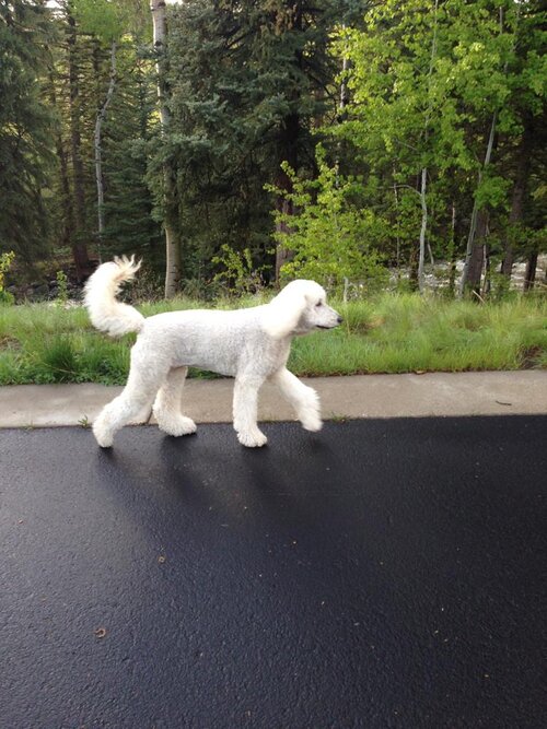 Sadie "Pooey"