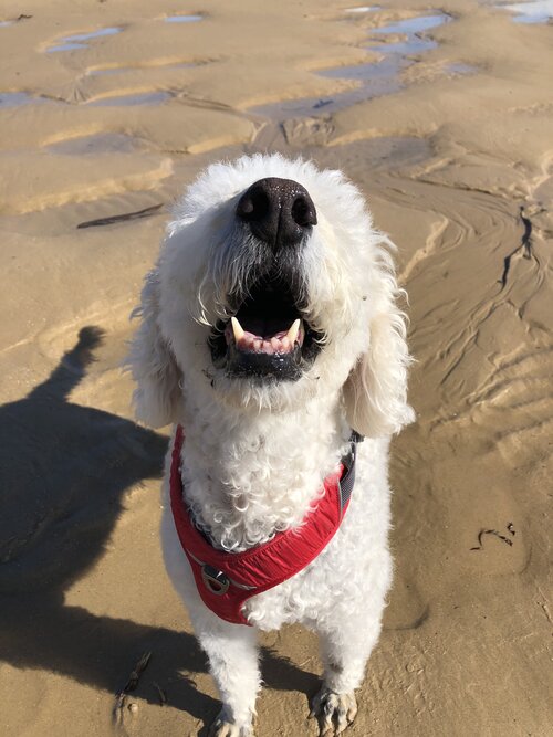 Sadie "Pooey"